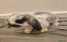 Mini Lop rabbits for sale: 3 Beautiful purebred minilops 2 girls 1 boy - Image 7