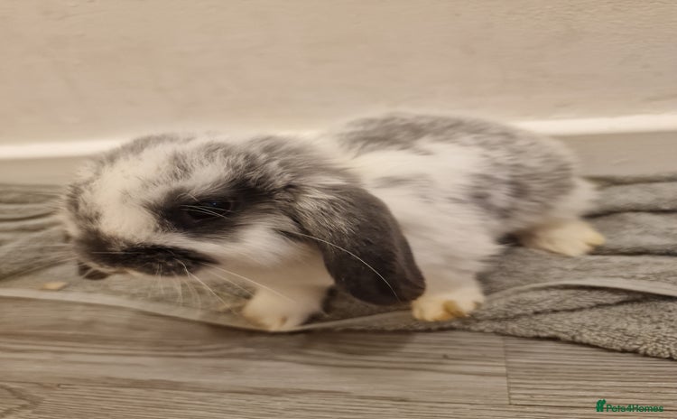 Mini Lop rabbits - Advert 14