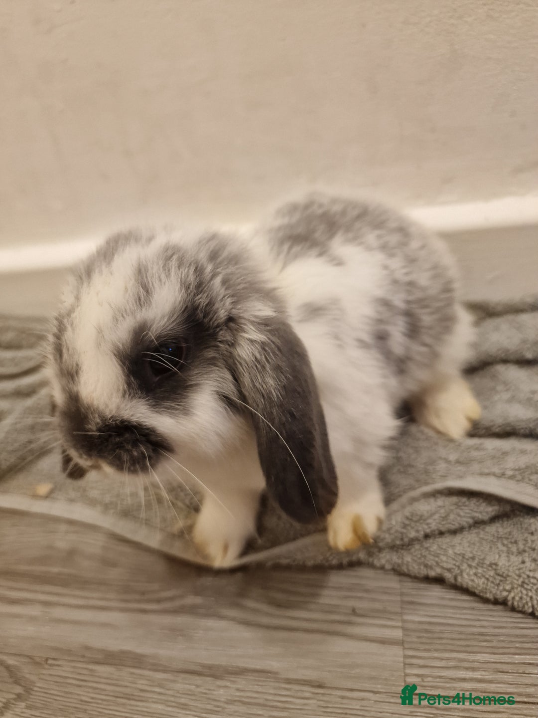 Mini Lop rabbits for sale: 3 Beautiful purebred minilops 2 girls 1 boy - Image 7