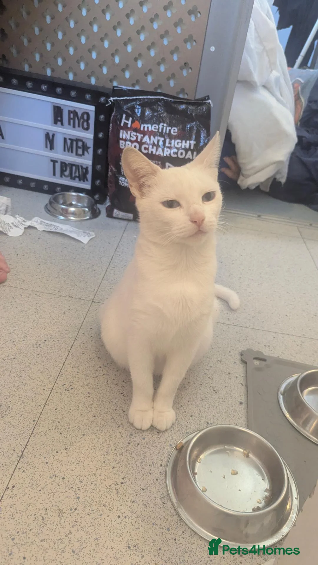 British Shorthair cats for sale: Five beautiful kittens looking for forever homes - Advert 1