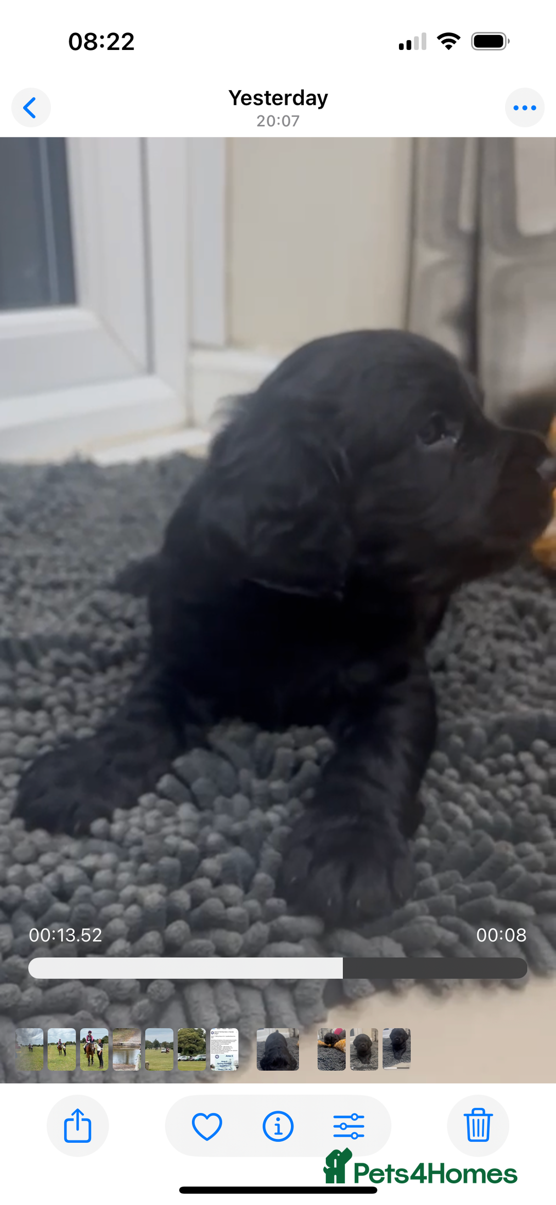 Sprocker dogs for sale: Cheshire Sprocker Pups from Working Parents - Image 2