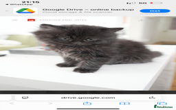 Persian cats for sale: Persian chinchilla kittens - Image 5