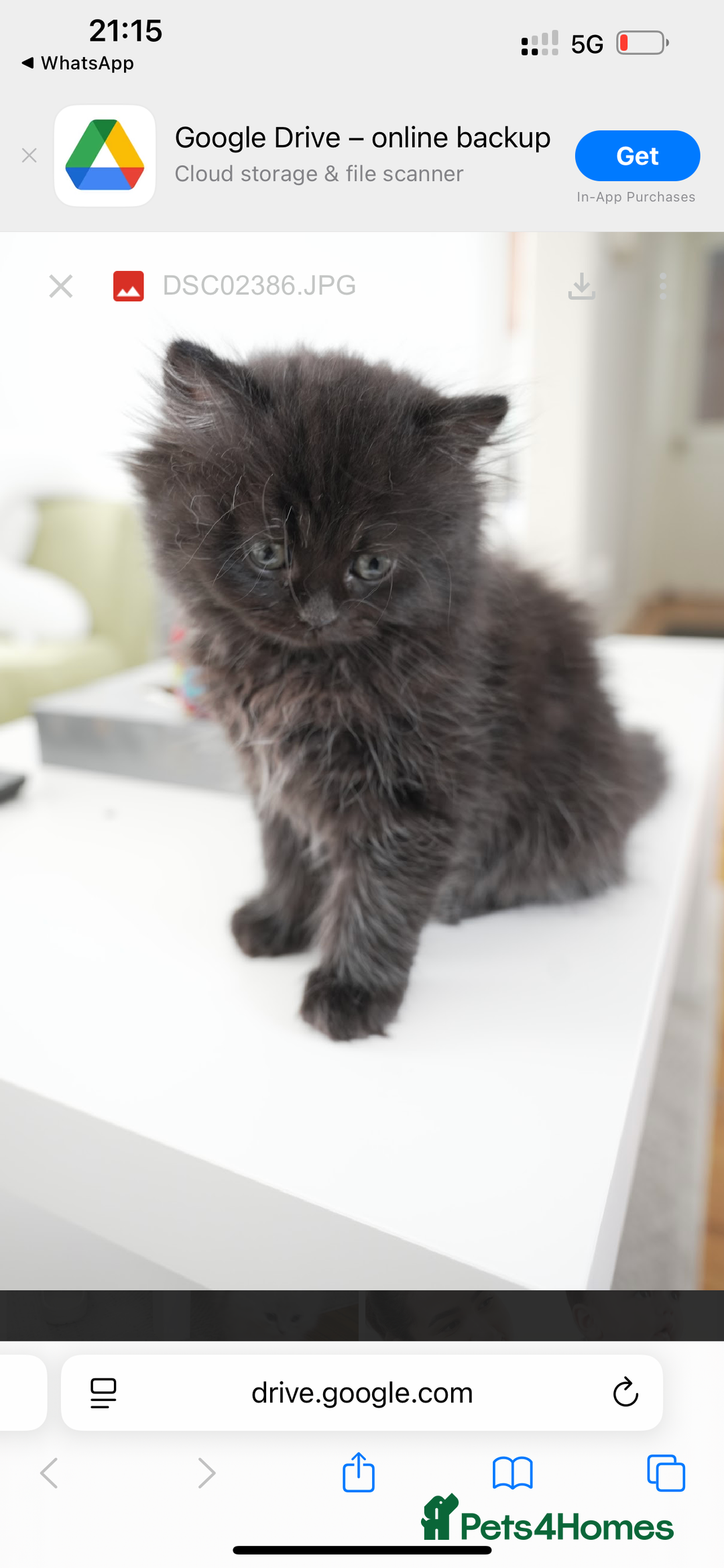 Persian cats for sale: Persian chinchilla kittens - Image 5