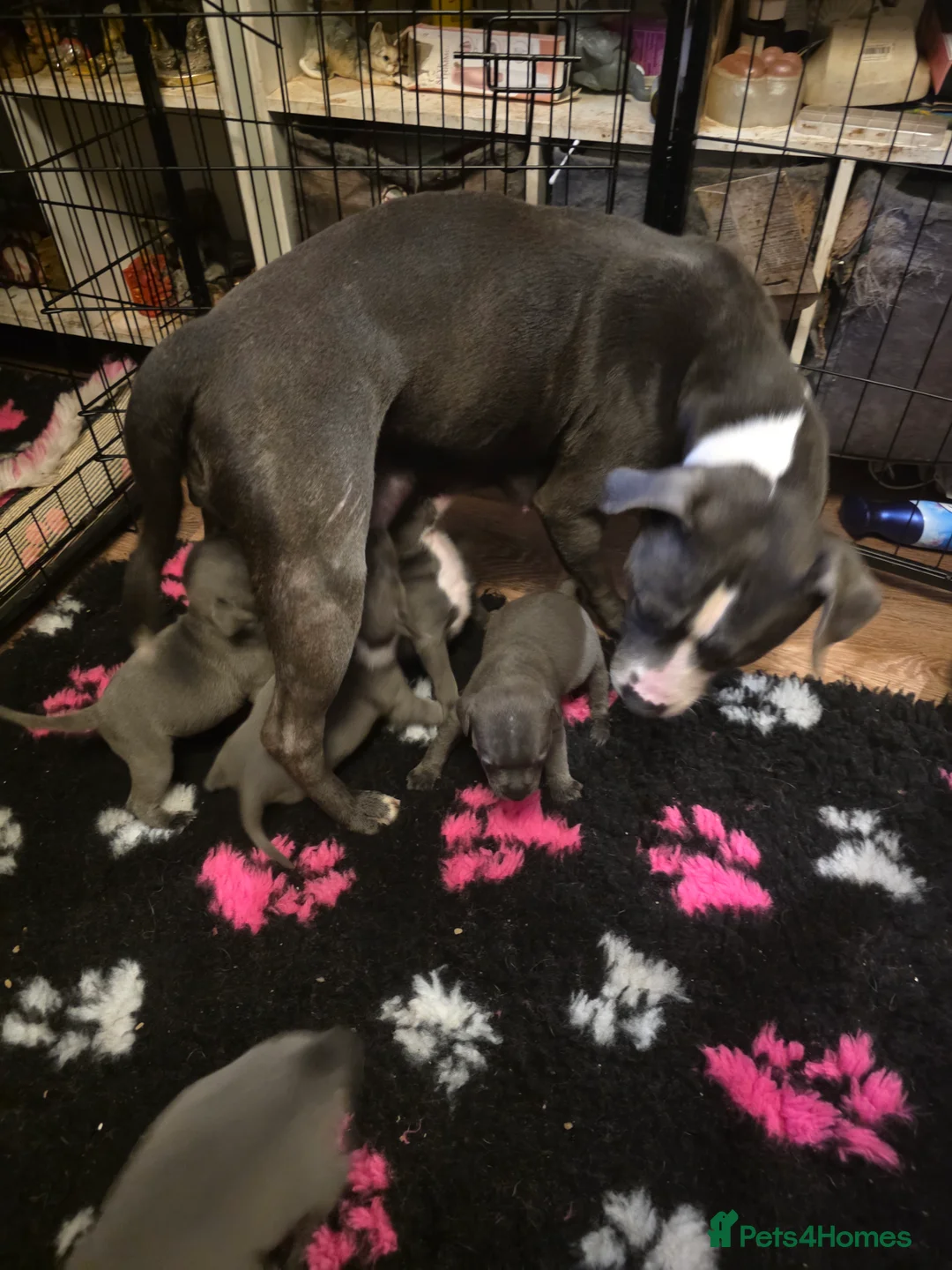 Staffordshire Bull Terrier dogs for sale: Staffy puppy - Advert 2