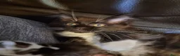 Maine Coon cats for sale: Tica registered kittens - Advert 4