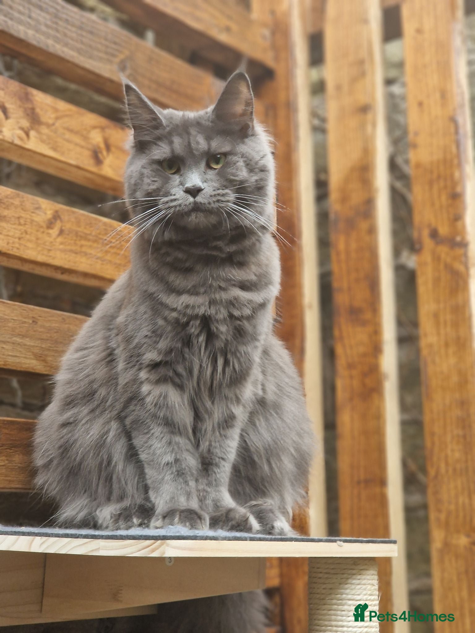 Maine Coon cats Stunning maine coon full pedigree kittens - Advert 1