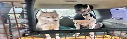 Siberian Husky dogs for sale: Farley - Advert 5