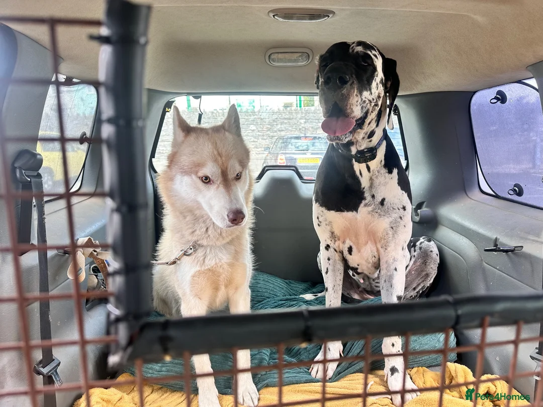 Siberian Husky dogs for sale: Farley - Advert 5