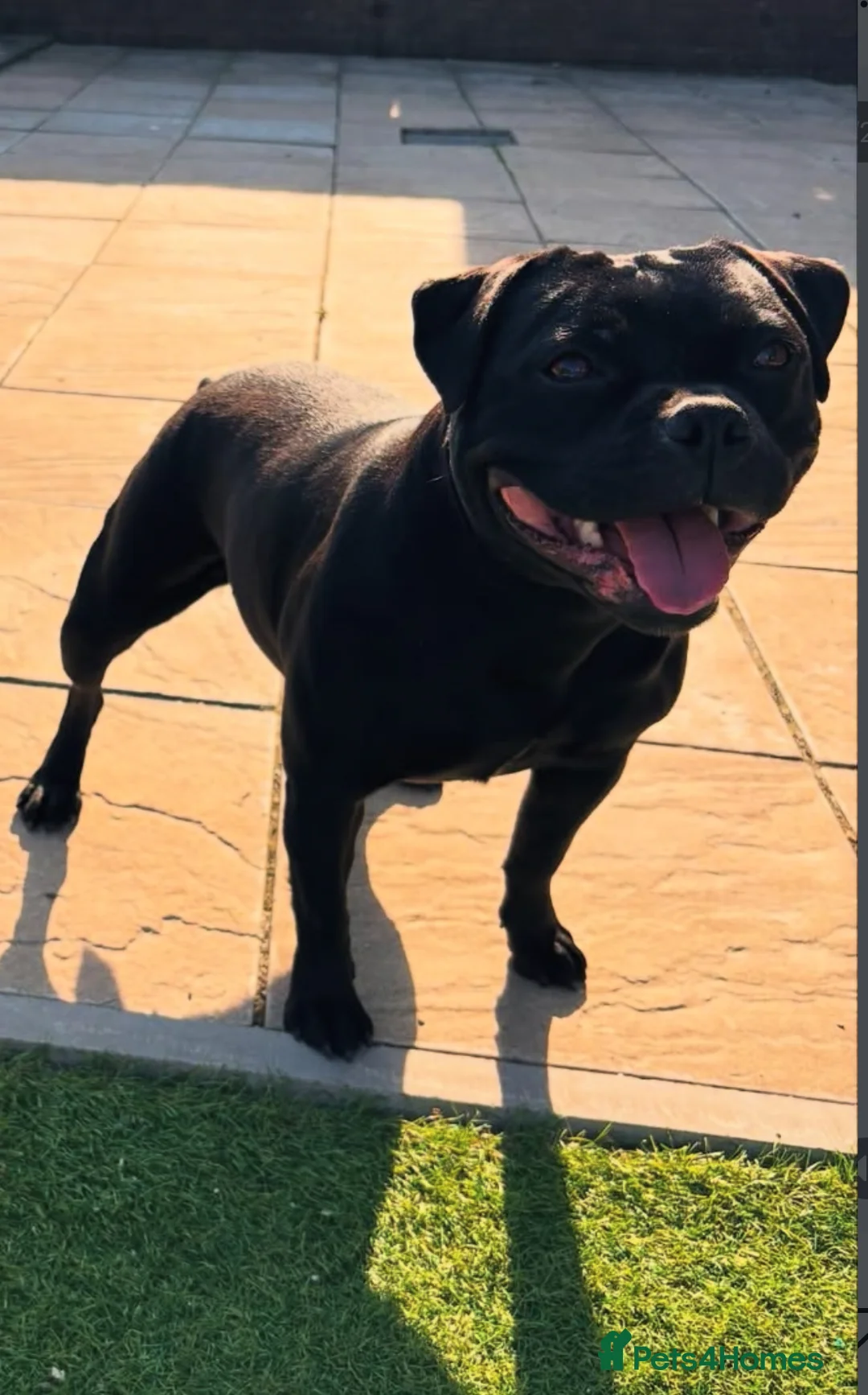 Staffordshire Bull Terrier dogs for sale: A* Traditional staffies -solid black - KC staffy - Advert 3