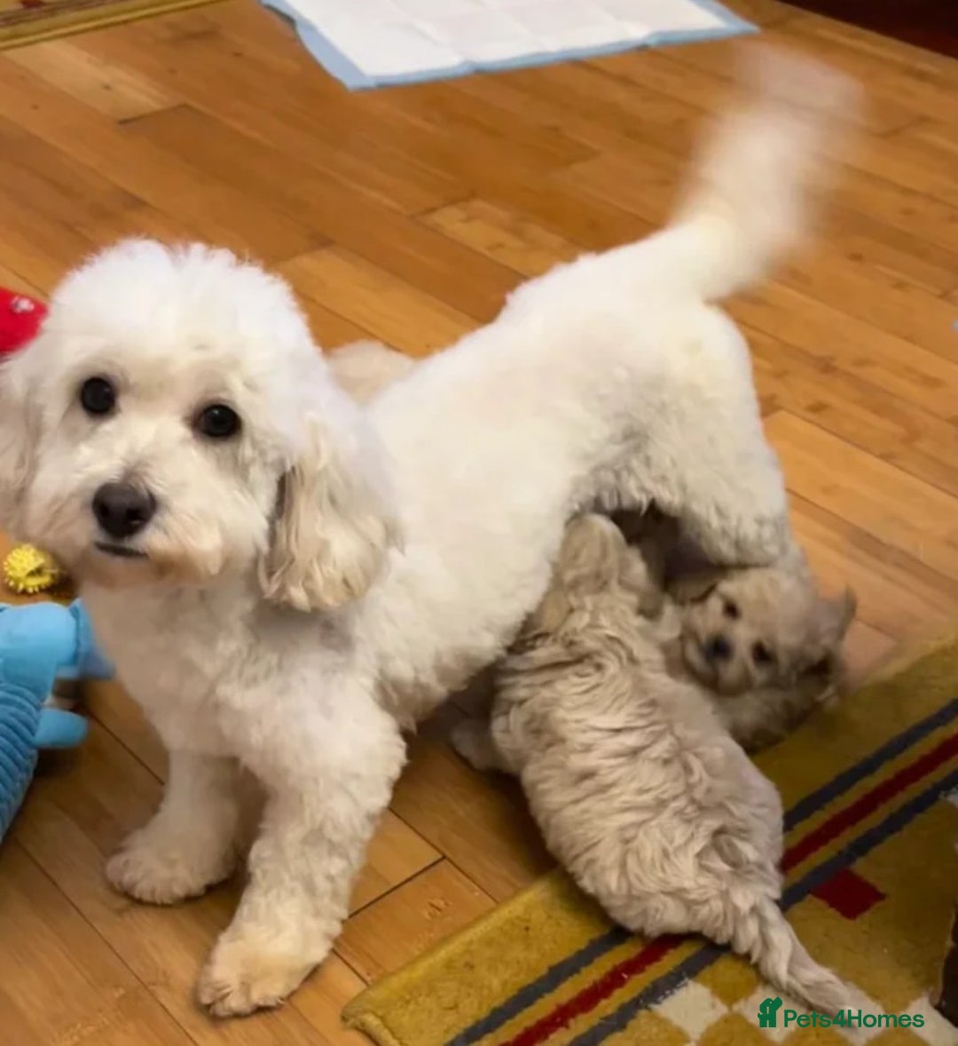 Maltipoo dogs for sale: Wait List Open - Toy Maltipoo Puppies  - Advert 4