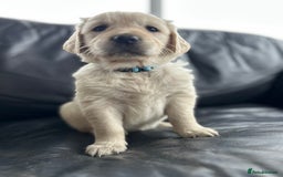 Golden Retriever dogs for sale: Beautiful Golden Retriever Puppies  - Image 15