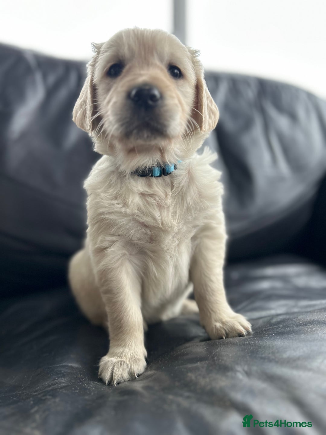 Golden Retriever dogs for sale: Beautiful Golden Retriever Puppies  - Image 15