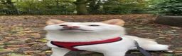Japanese Shiba Inu dogs for sale: Beautiful 2-Year-Old Japanese Shiba Inu Girl in Thornton-Cleveleys - Advert 6