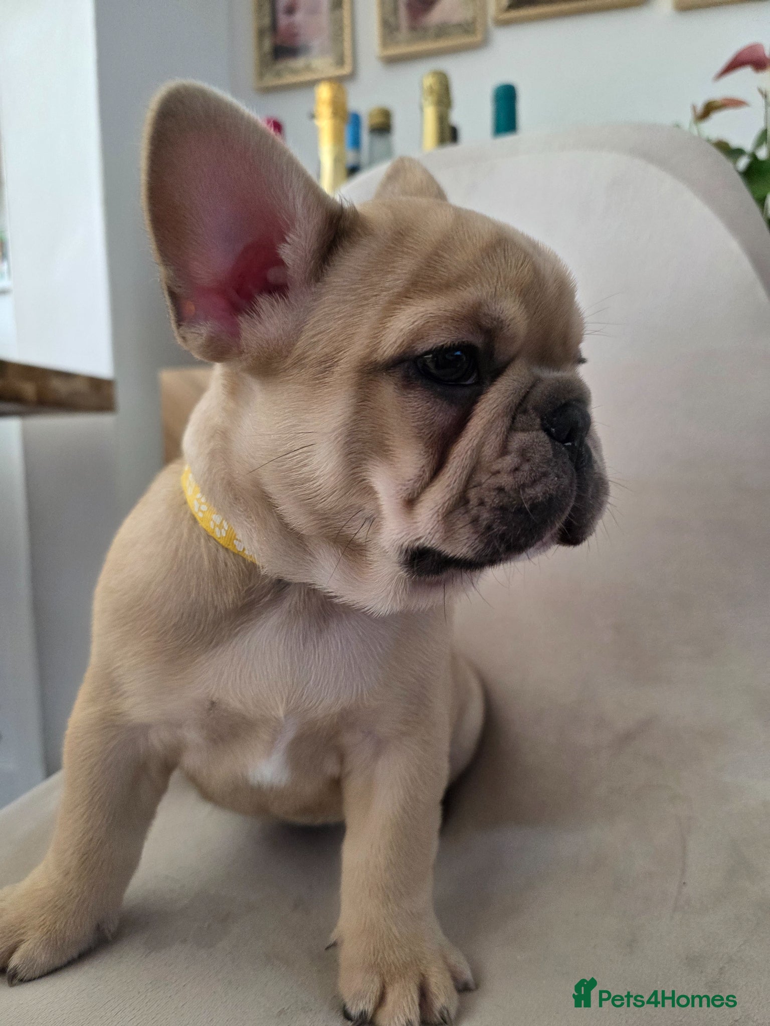 French Bulldog dogs for sale: 🐶 Puppies Ready for Their Forever Homes  - Advert 14