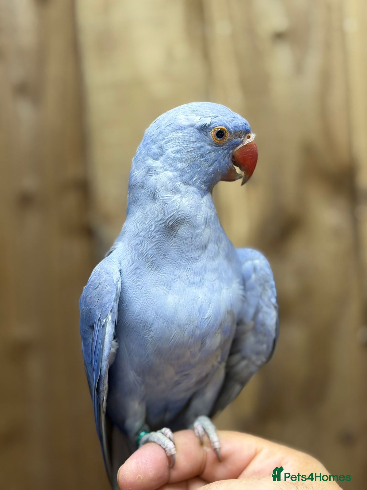 Ringnecks birds Baby Ringneck - Advert 2