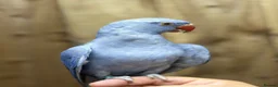 Ringnecks birds for sale: Baby Ringneck - Advert 1