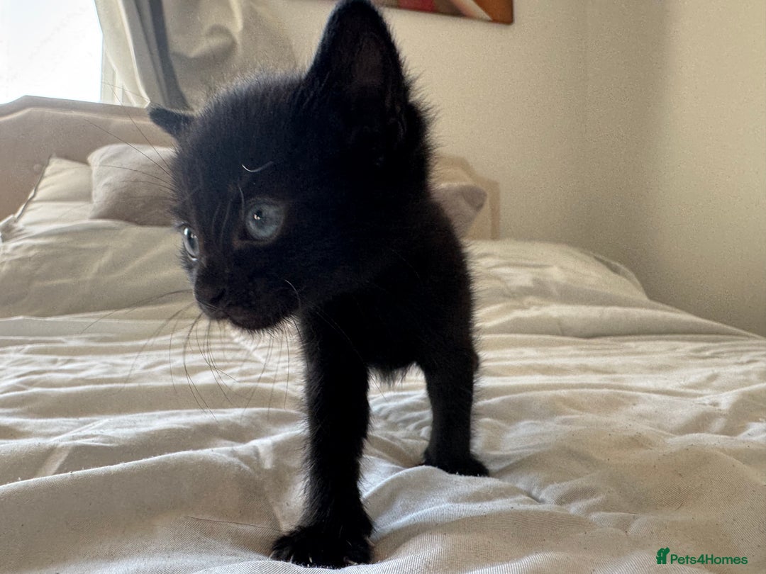 Mixed Breed cats for sale: 3x black kittens for sale  - Image 14