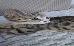 Mixed Breed cats for sale: 10 wk Female, Mix-Bengal Kitten - Image 1