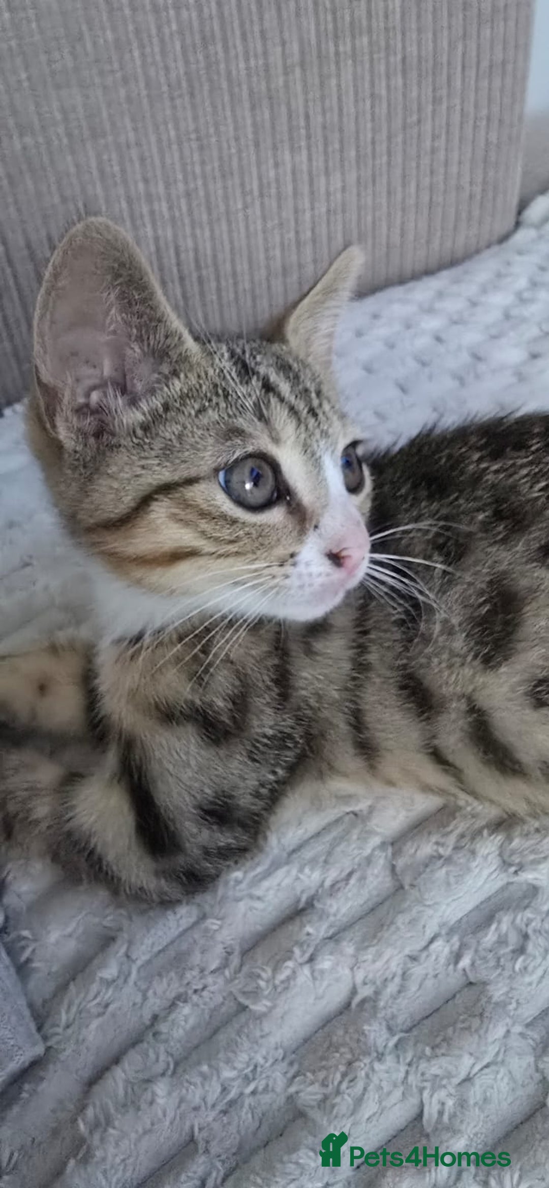 Mixed Breed cats for sale: 10 wk Female, Mix-Bengal Kitten - Image 1
