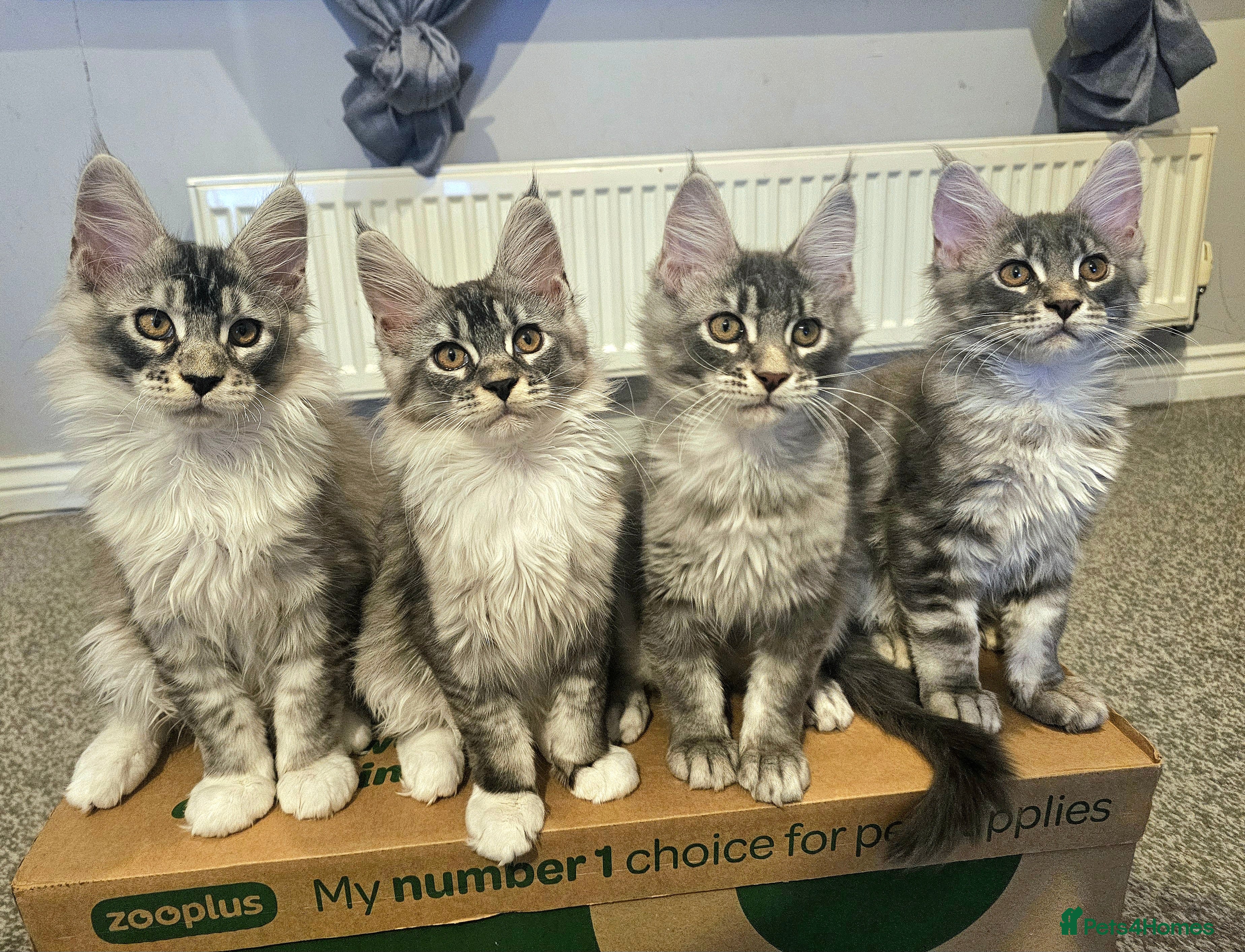 Maine Coon cats Last 2 boys Champion bloodline maine coons TICA - Advert 17