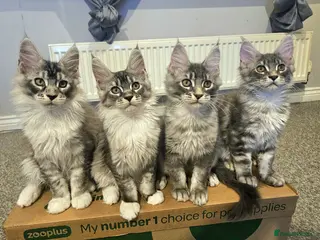 Maine Coon cats Last 2 boys Champion bloodline maine coons TICA - Advert 17