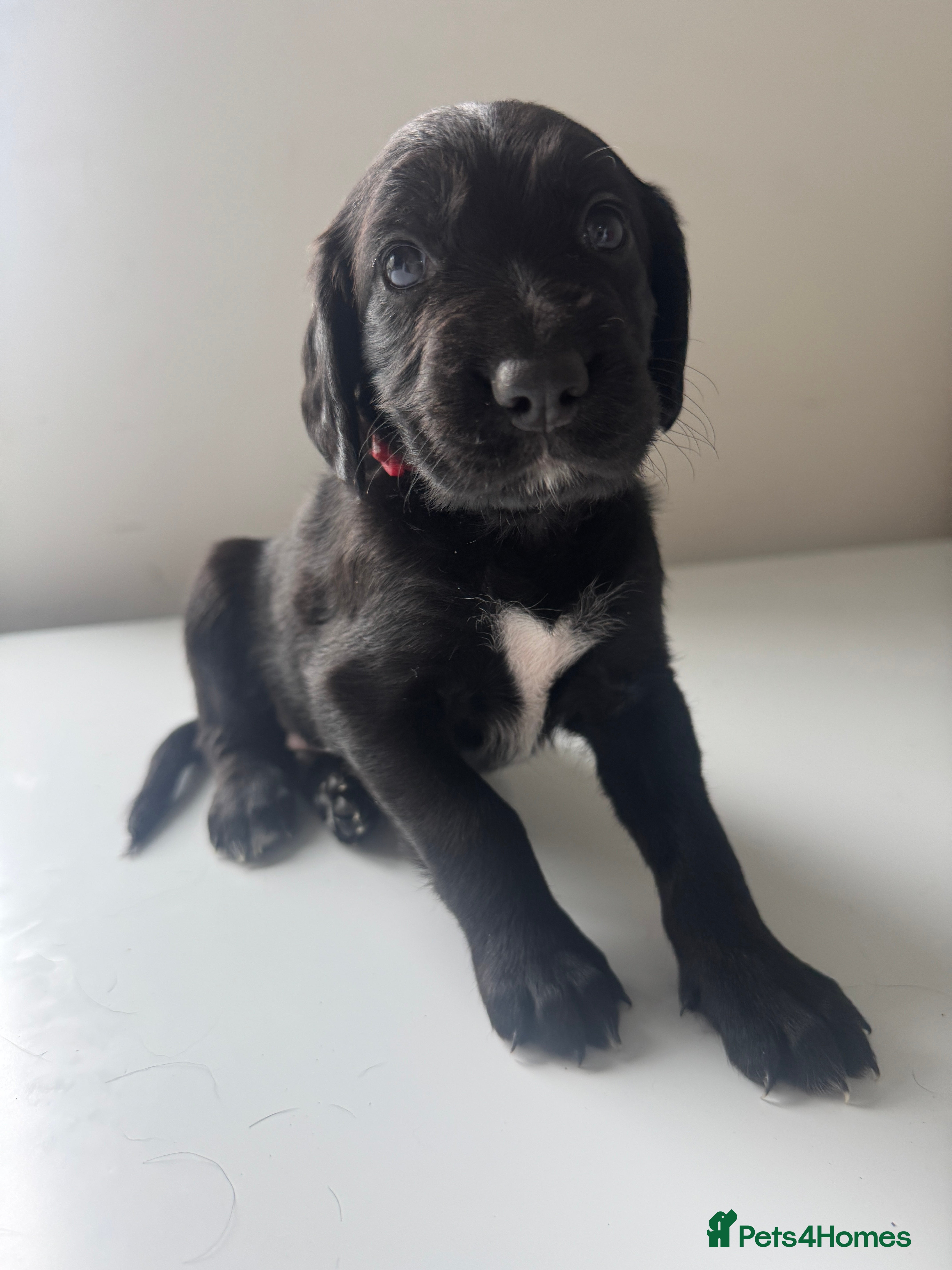 Mixed Breed dogs Beautiful GSD x cocker spaniel x Irish setter pups - Advert 2