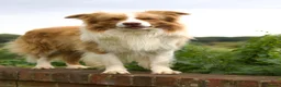 Mixed Breed dogs for sale: Border Collie x Golden Retriever Temperament Bred - Advert 9