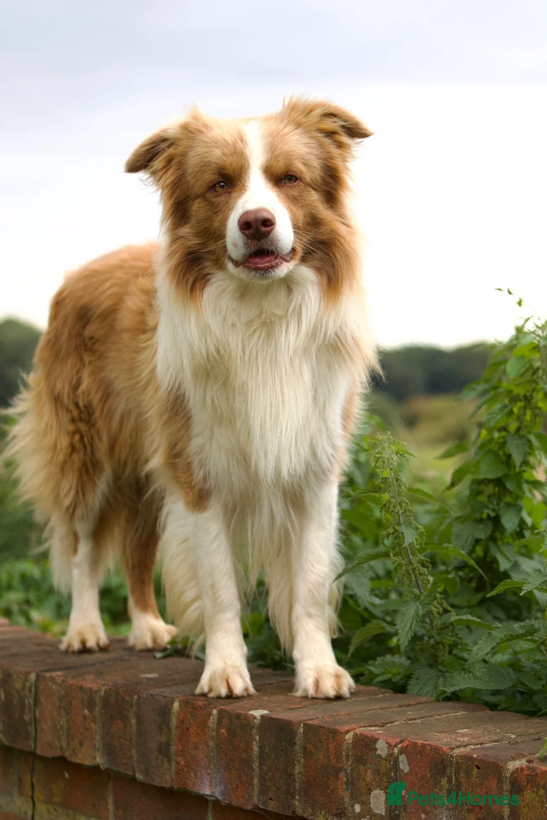 Mixed Breed dogs for sale: Border Collie x Golden Retriever Temperament Bred - Advert 9