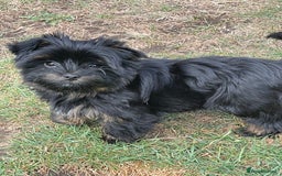 Yorkshire Terrier dogs for sale: 🥰🥰Yorkshire Terrier black tan🐶🐶 - Image 13