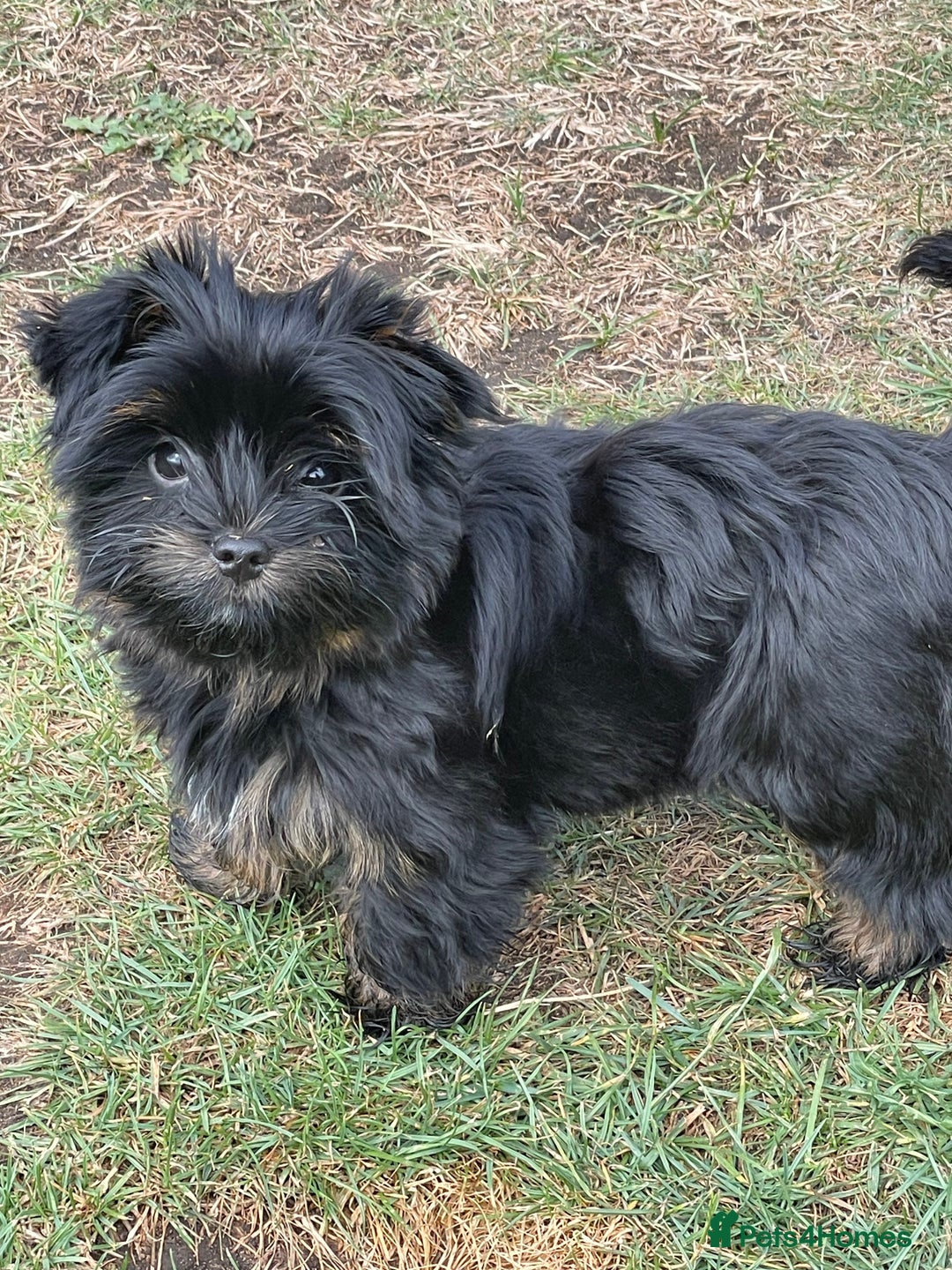 Yorkshire Terrier dogs for sale: 🥰🥰Yorkshire Terrier black tan🐶🐶 - Image 13
