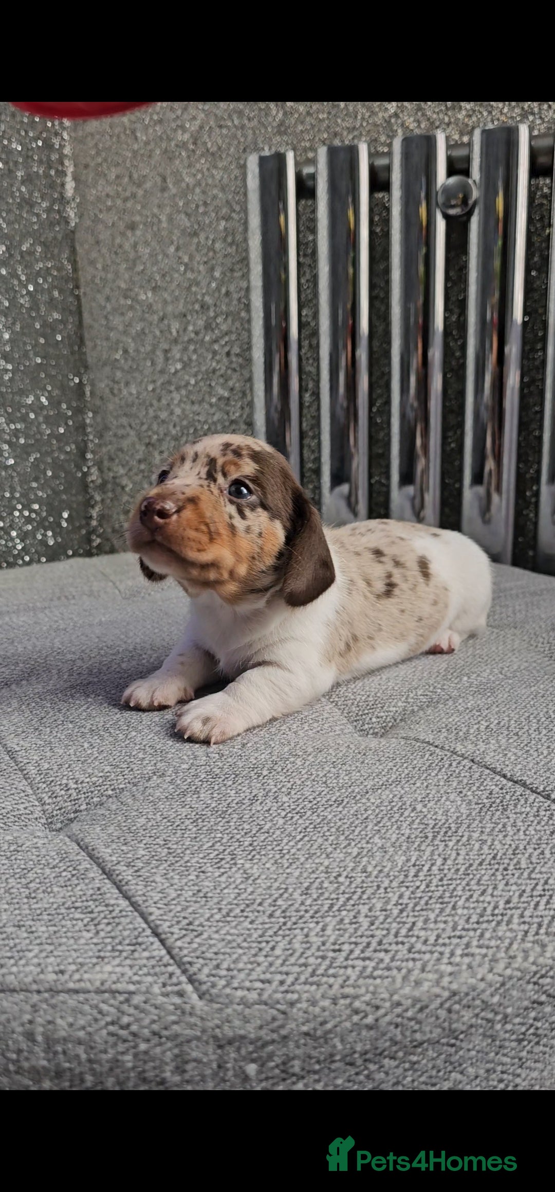Miniature Dachshund dogs for stud: Miniature Dachshund Isabella dapple stud  - Image 18