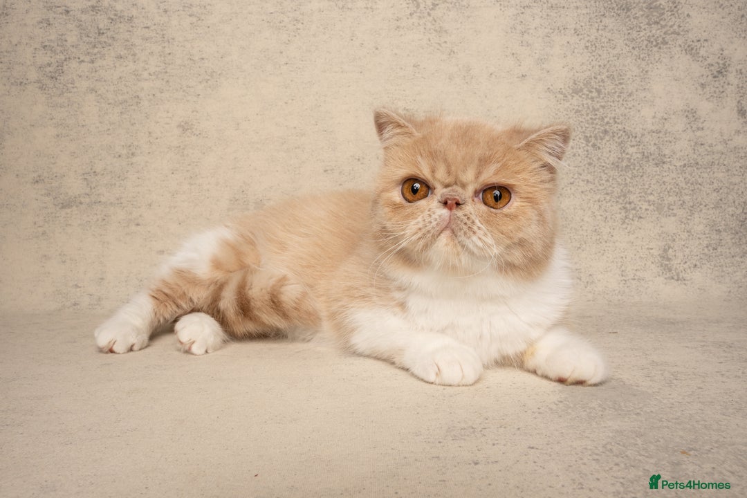 Exotic cats for sale: Active Exotic queen for homing 💓 - Image 3