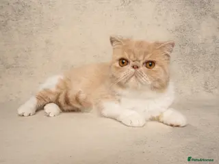 Exotic cats Active Exotic queen for homing 💓 - Advert 13