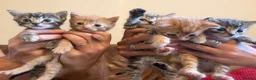 Mixed Breed cats for sale: 5 x Ginger and Tabby girls and boys - Advert 1