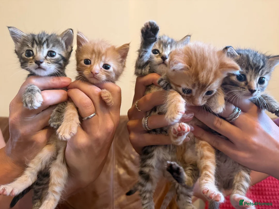 Mixed Breed cats for sale: 5 x Ginger and Tabby girls and boys - Advert 1