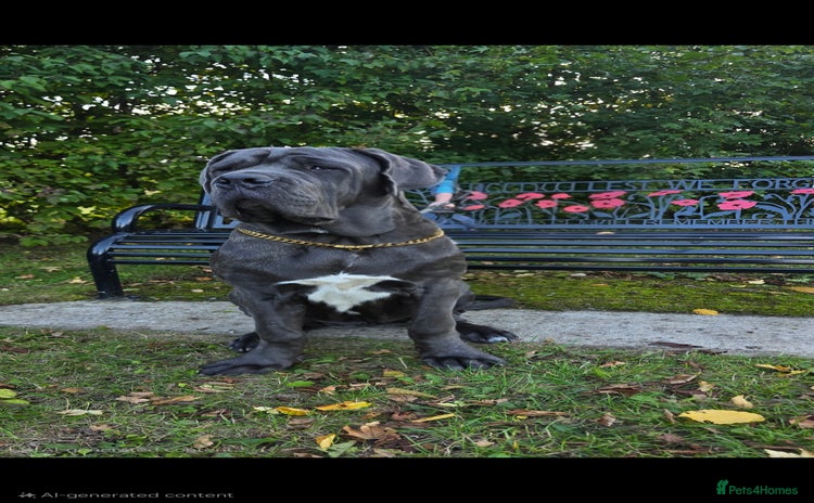Neapolitan Mastiff dogs - Advert 1