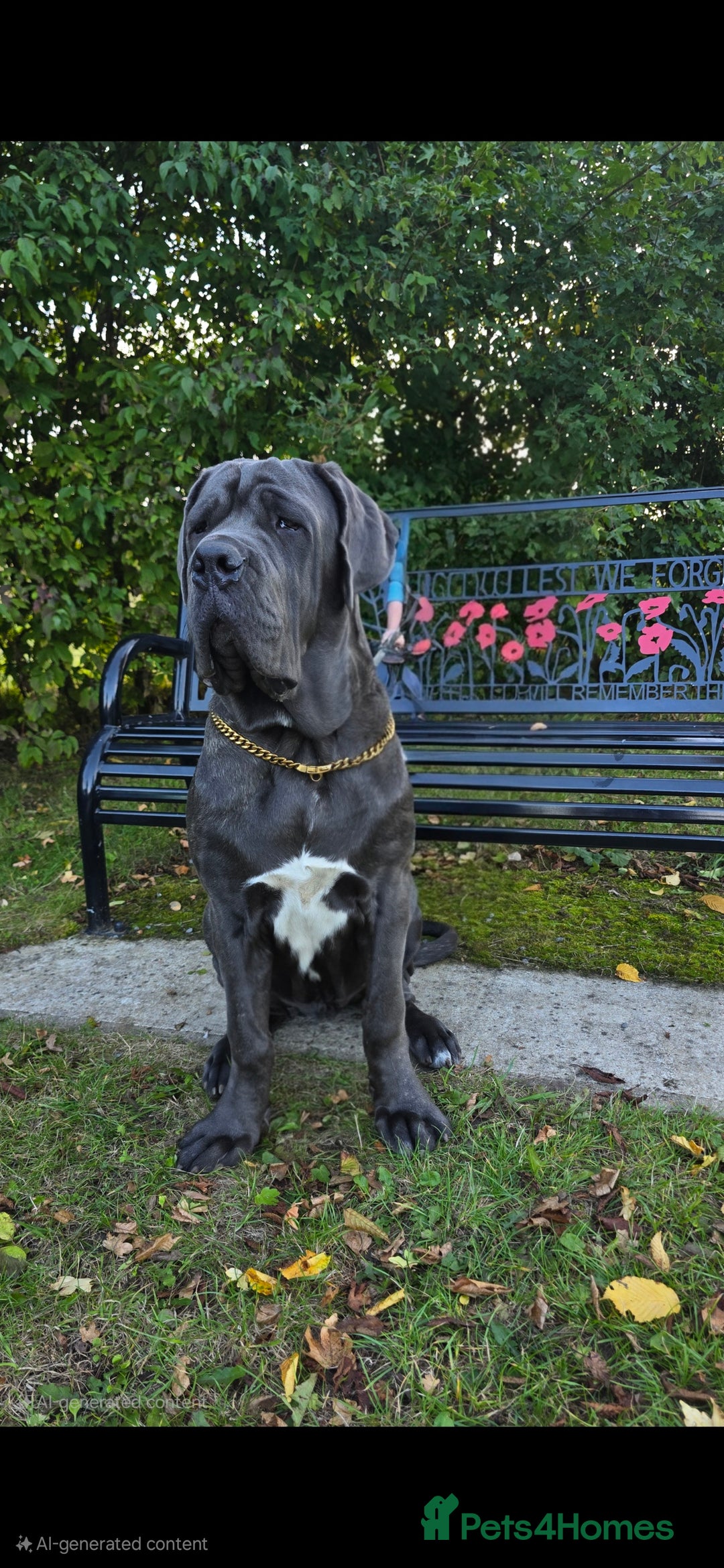 Neapolitan Mastiff dogs for sale: Neopolitan mastiff male - Image 1