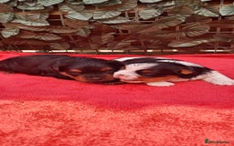 Yorkshire Terrier dogs for sale: Beautiful Biewer Yorkshire pups*LASTBOY Readynow* in Andover - Image 2