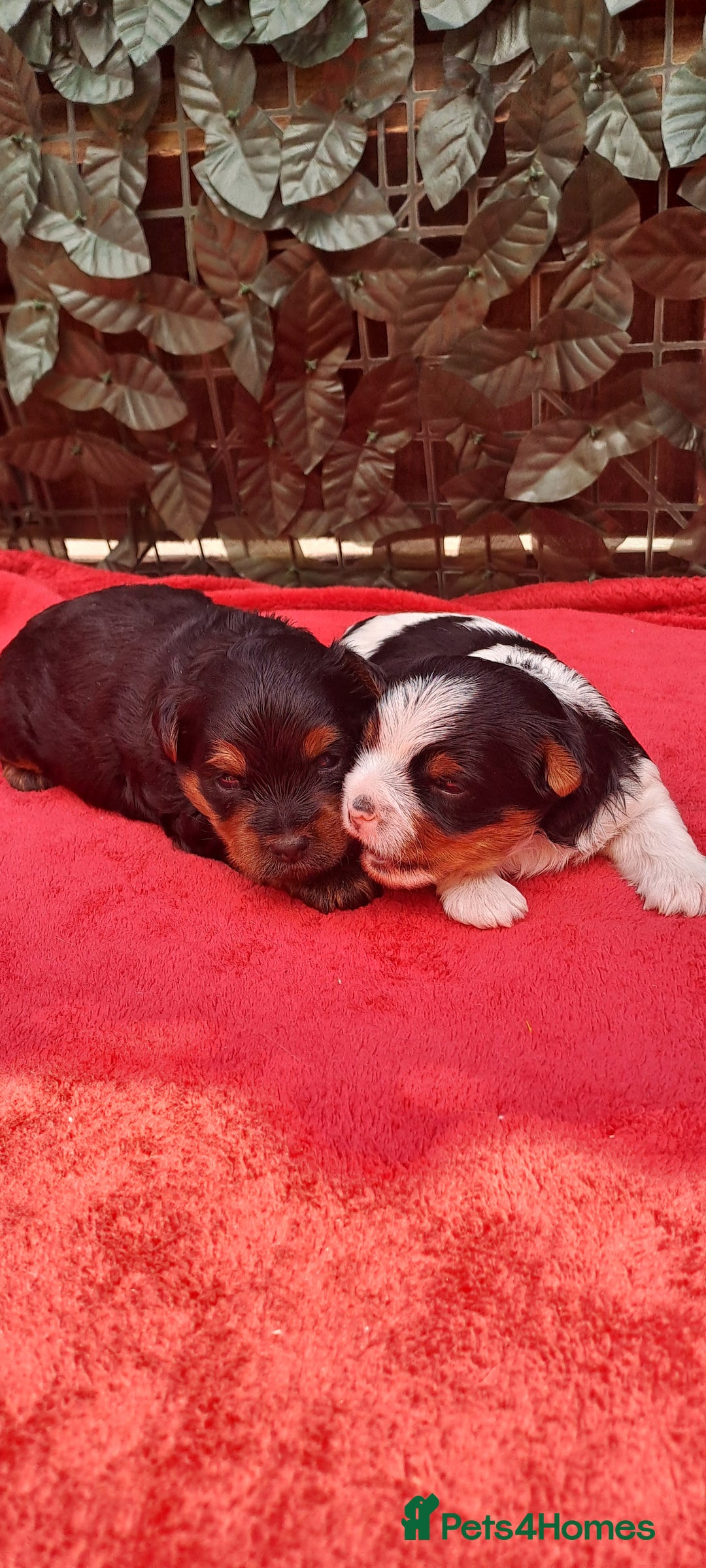 Yorkshire Terrier dogs for sale: Beautiful Biewer Yorkshire pups*LASTBOY Readynow* in Andover - Image 2
