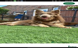 German Shepherd dogs for sale:  kc,health tested straight back german shepherd - Image 10