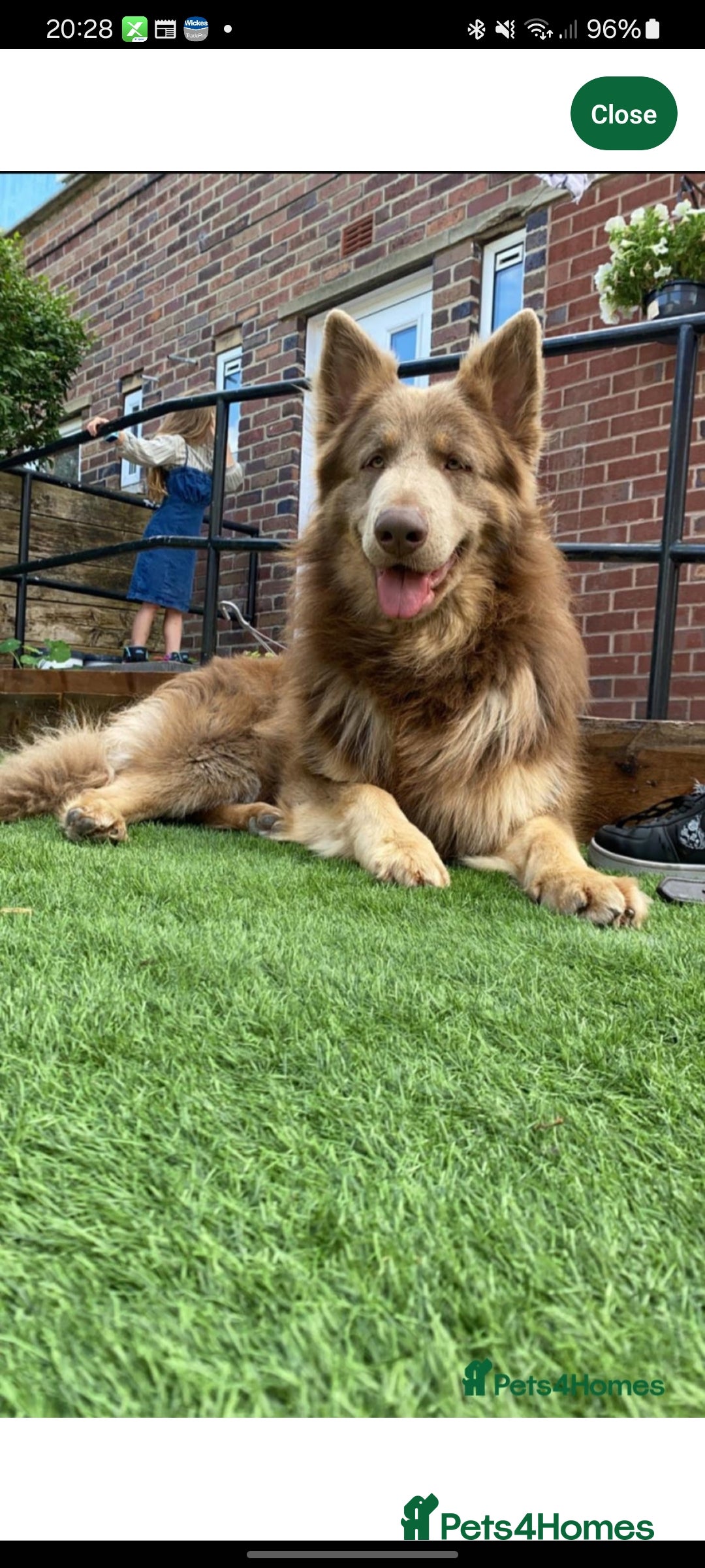 German Shepherd dogs for sale:  kc,health tested straight back german shepherd - Image 10