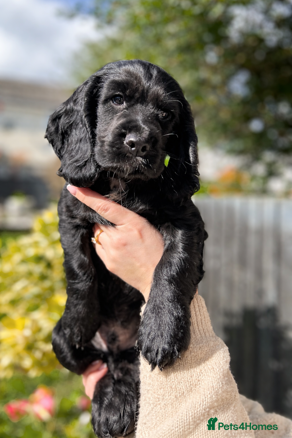 Cocker Spaniel dogs PRICE DROP - Working Cocker Spaniel - READY NOW - Advert 2