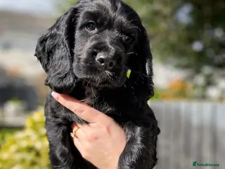 Cocker Spaniel dogs PRICE DROP - Working Cocker Spaniel - READY NOW - Advert 16