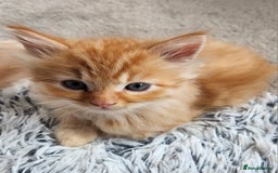 Ragdoll cats for sale: Beautiful Ragdoll Kittens  - Image 18
