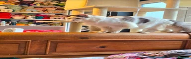 ALBUS 