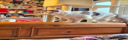 Maine Coon cats for sale: Retiring Stud  - Advert 4