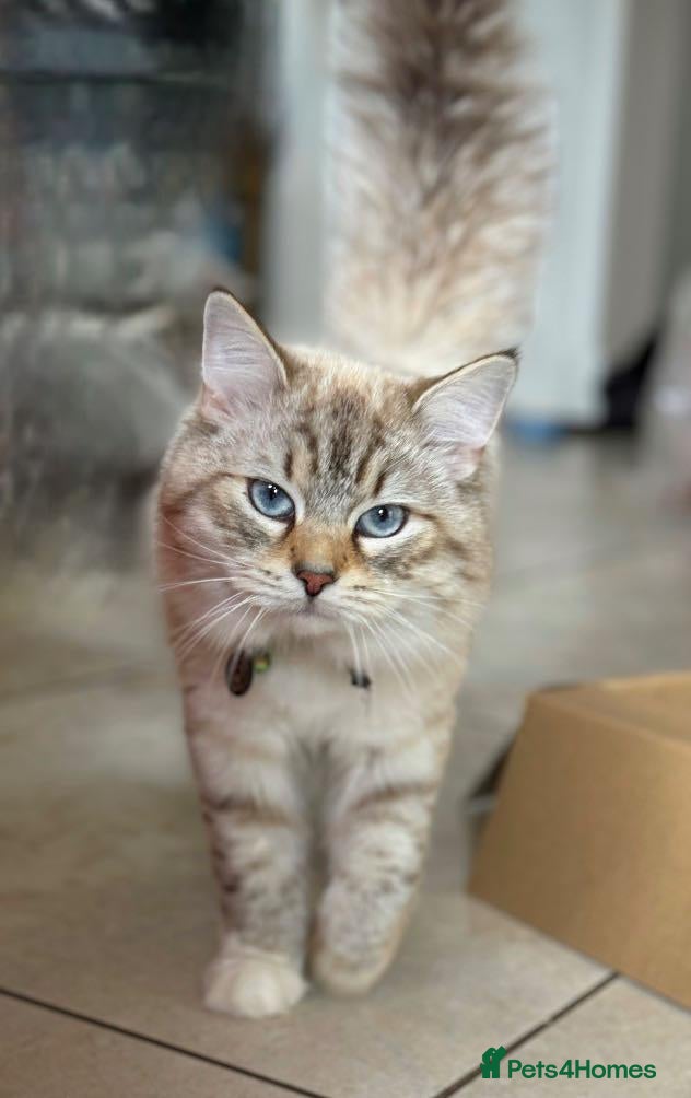 Siberian cats Very Handsome 3 year old Siberian Neva Boy - Advert 2