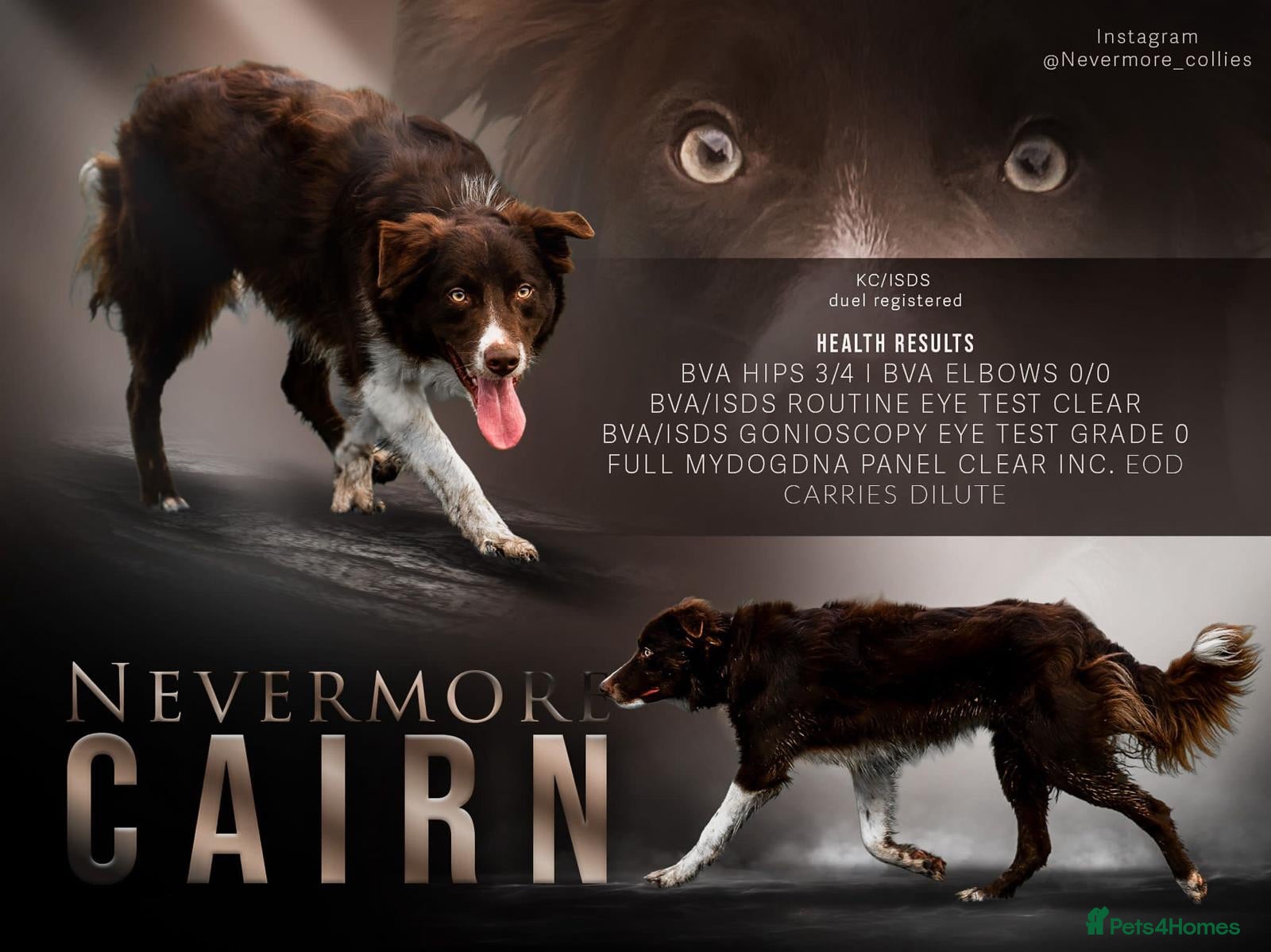 Border Collie dogs Stunning purebred border collies - Advert 2