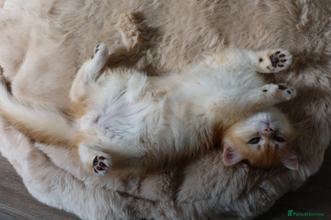 British Shorthair cats for sale: Golden British Shorthair Kitten - Reg & Licensed - Image 4
