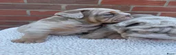 English Bulldog dogs for sale: Mr Muscles litter KC Quality English bulldogs - Advert 11